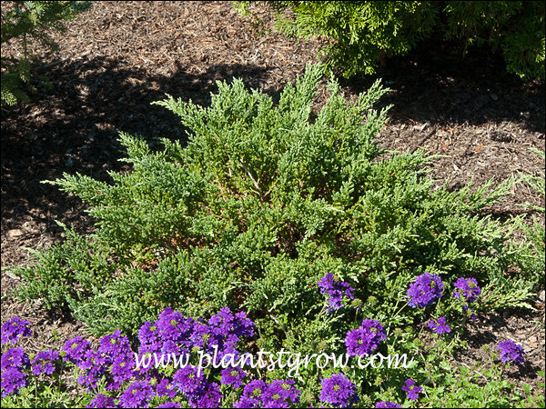 Growing with some annual purple Verbena.